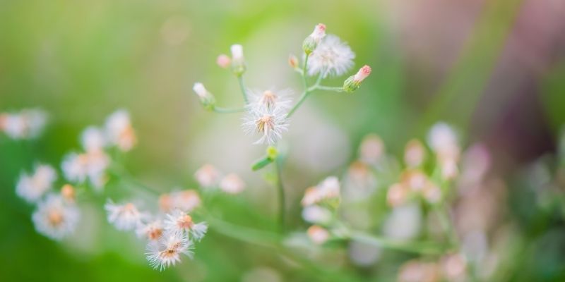 花粉で顔が「かゆい…。」乾燥やかゆみでお悩みの方へ。原因とケア方法を1つずつ解説します。