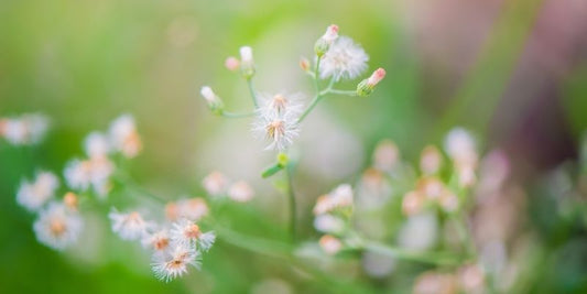 花粉で顔が「かゆい…。」乾燥やかゆみでお悩みの方へ。原因とケア方法を1つずつ解説します。